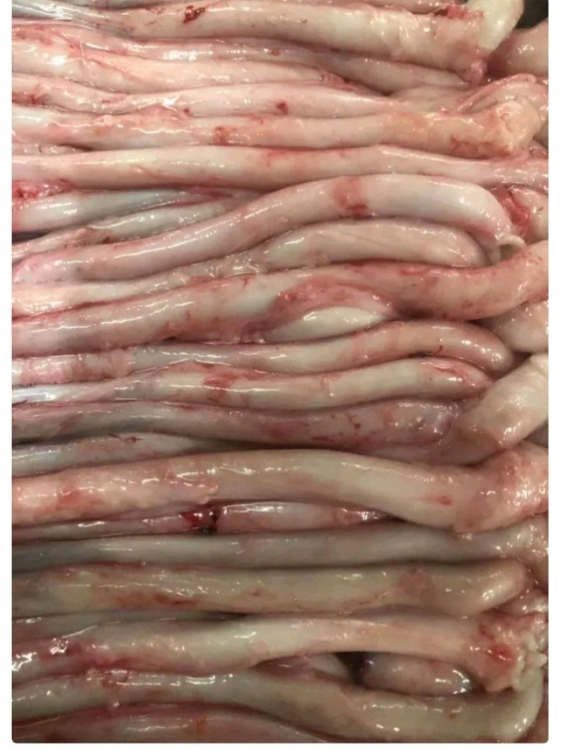 新鲜精品猪鞭