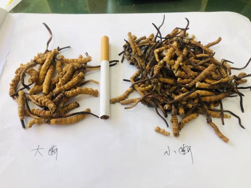 虫草西藏那曲野生新纯肉断草正宗肉节断草假一赔十。