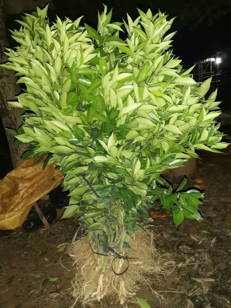 东方红桔苗，包正宗假一赔十，世纪红，提供免费种植技术