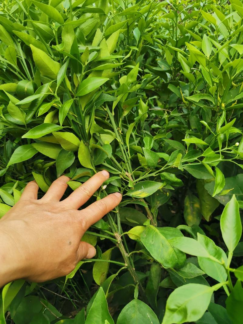 东方红桔苗，包正宗假一赔十，世纪红，提供免费种植技术