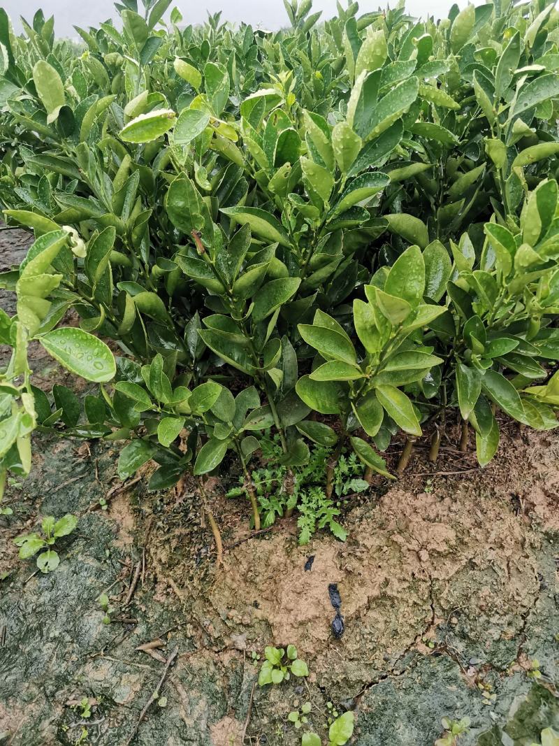 东方红桔苗，包正宗假一赔十，世纪红，提供免费种植技术