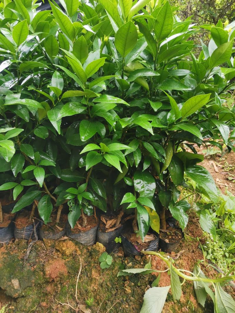 东方红桔苗，包正宗假一赔十，世纪红，提供免费种植技术
