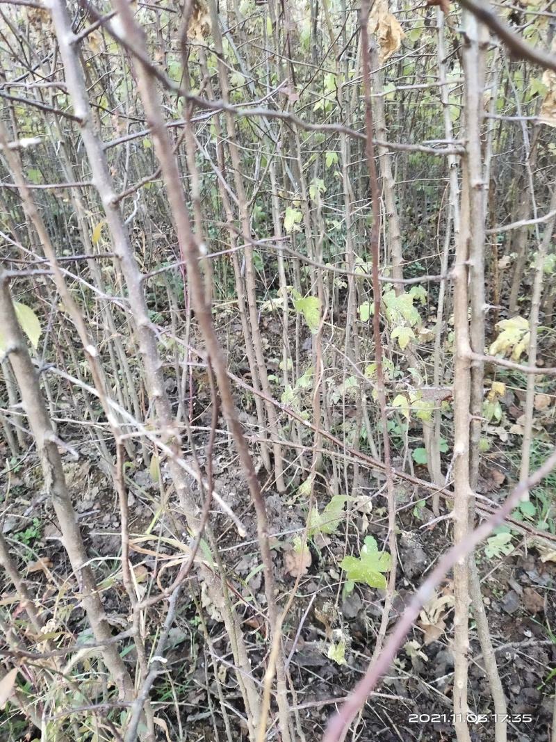 山西八棱海棠苗嫁接苹果苗西府海棠北美海棠砧木自产自销