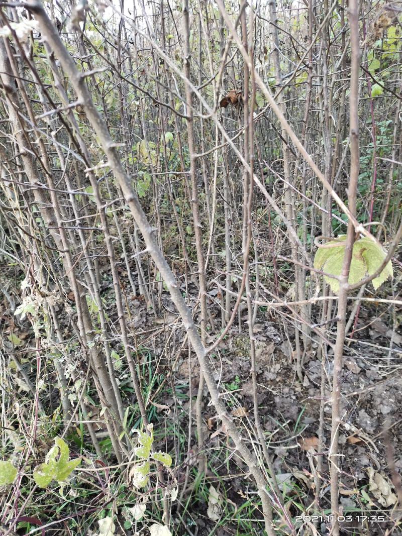 山西八棱海棠苗嫁接苹果苗西府海棠北美海棠砧木自产自销