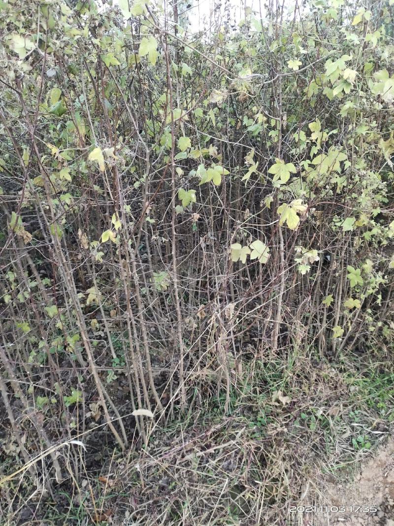 山西八棱海棠苗嫁接苹果苗西府海棠北美海棠砧木自产自销