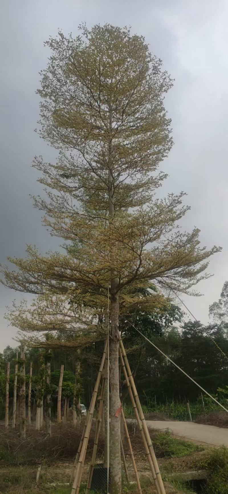 批发锦叶榄仁带花庭院别墅工程绿化苗木规格齐价