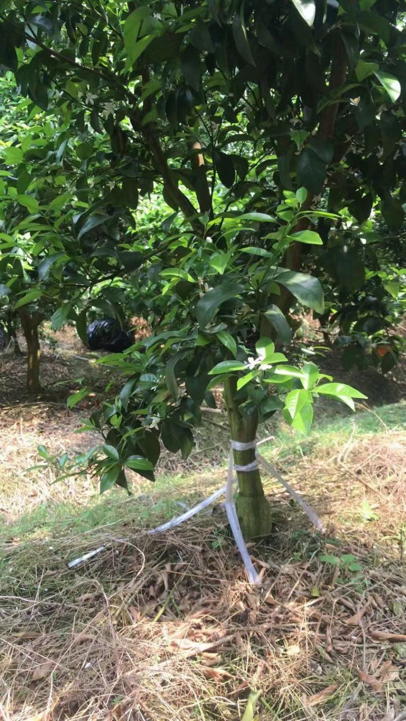 沃柑大树3-7公分树可带土球，可带果，包成活