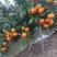 沃柑大树3-7公分树可带土球，可带果，包成活