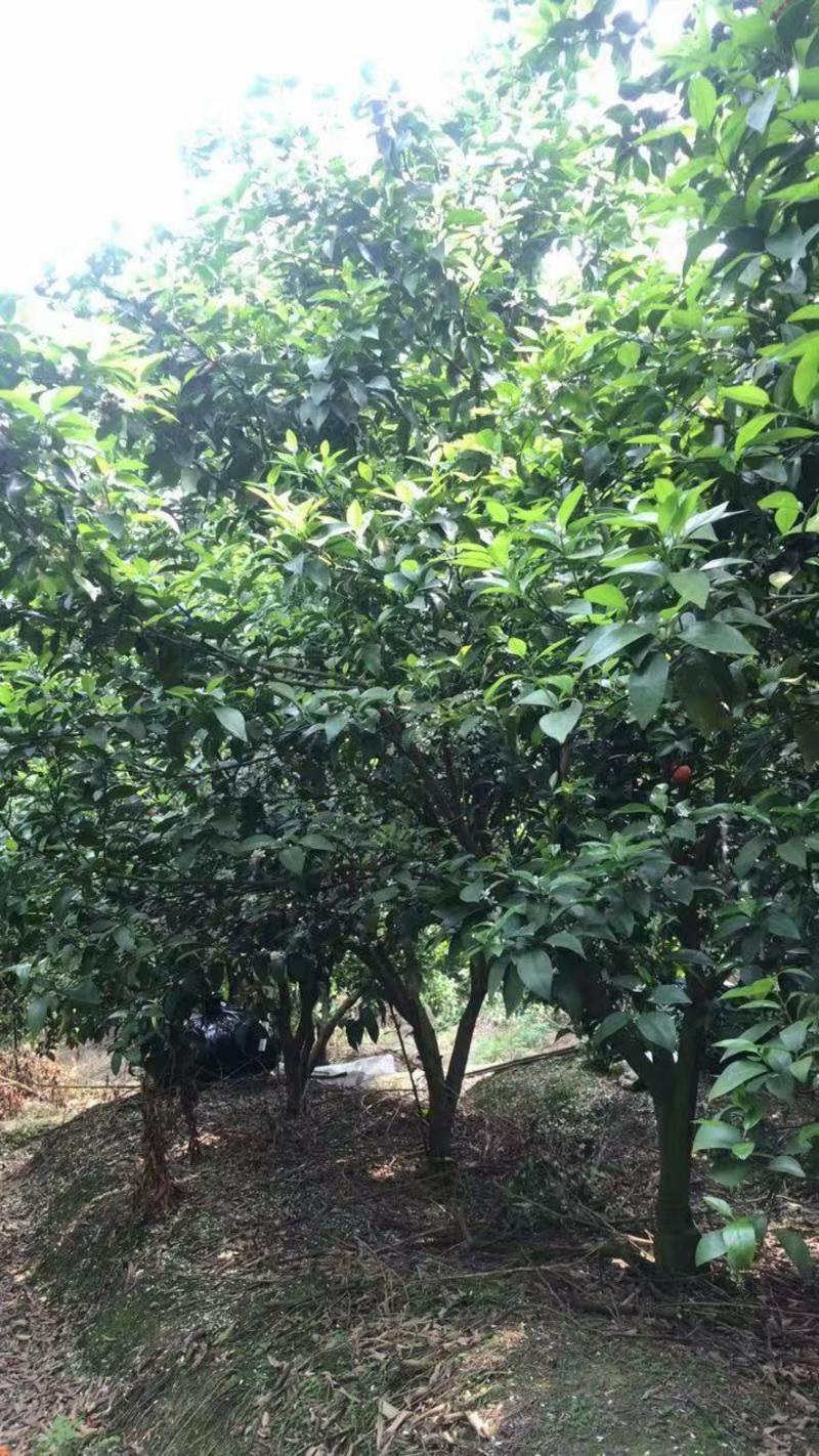 沃柑大树3-7公分树可带土球，可带果，包成活