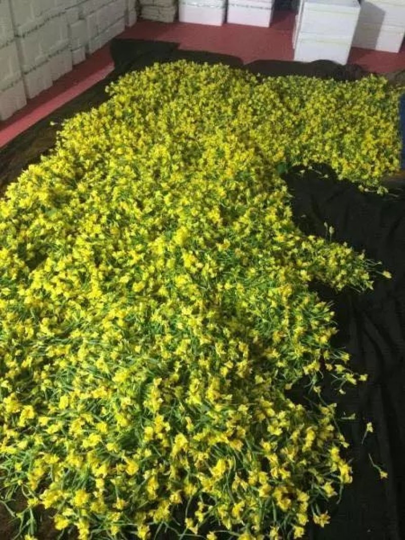 黄瓜花—精品小黄瓜花～青瓜花