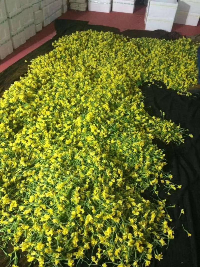 黄瓜花—精品小黄瓜花～青瓜花