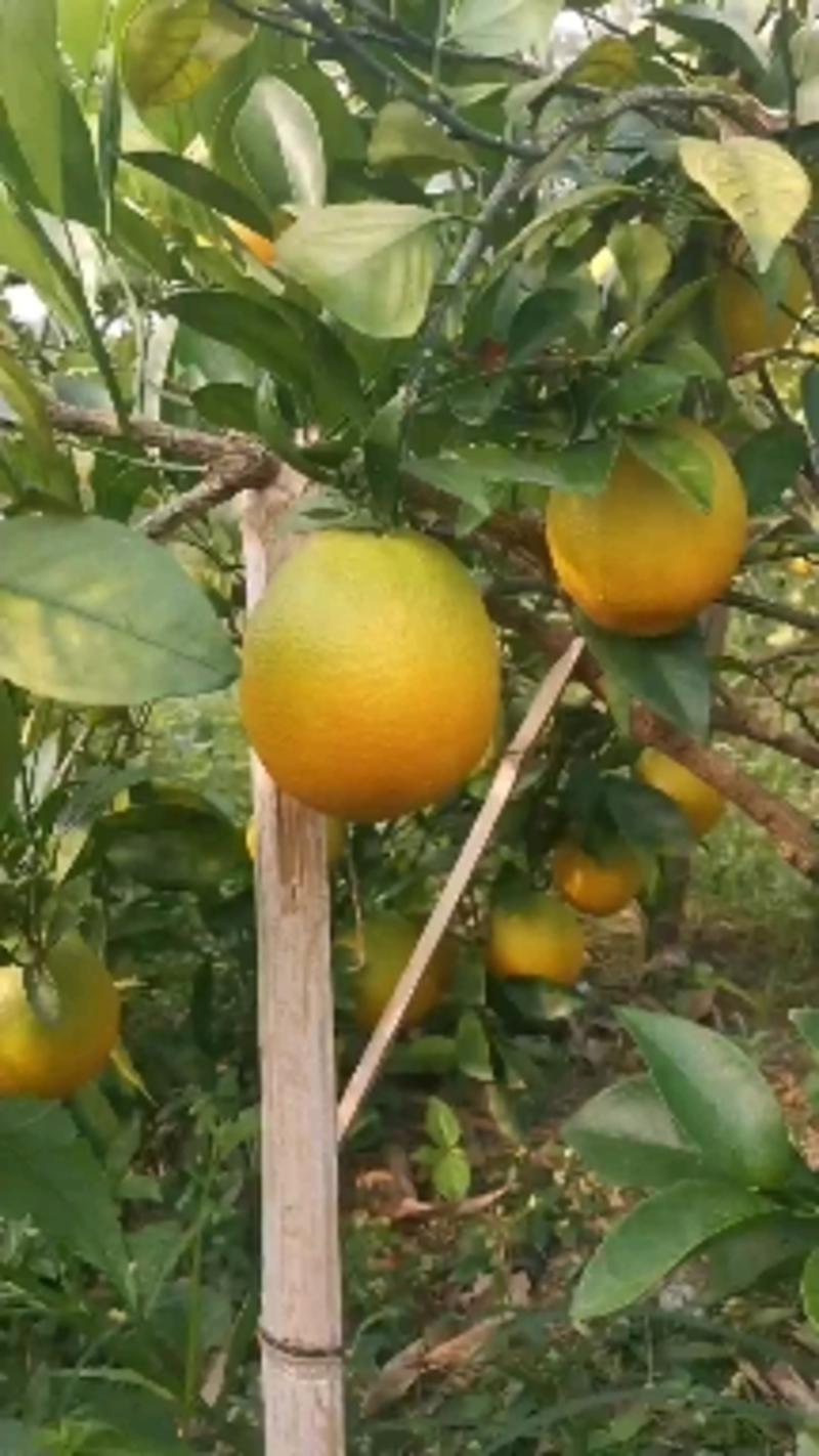 各种橙子大树3-8公分可带土球，带果，包成活