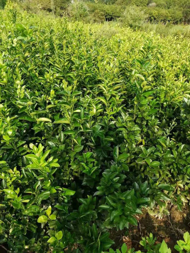 阳光一号，桔柚苗，包正宗假一赔十，提供免费种植技术