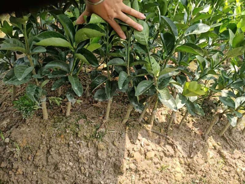 阳光一号，桔柚苗，包正宗假一赔十，提供免费种植技术