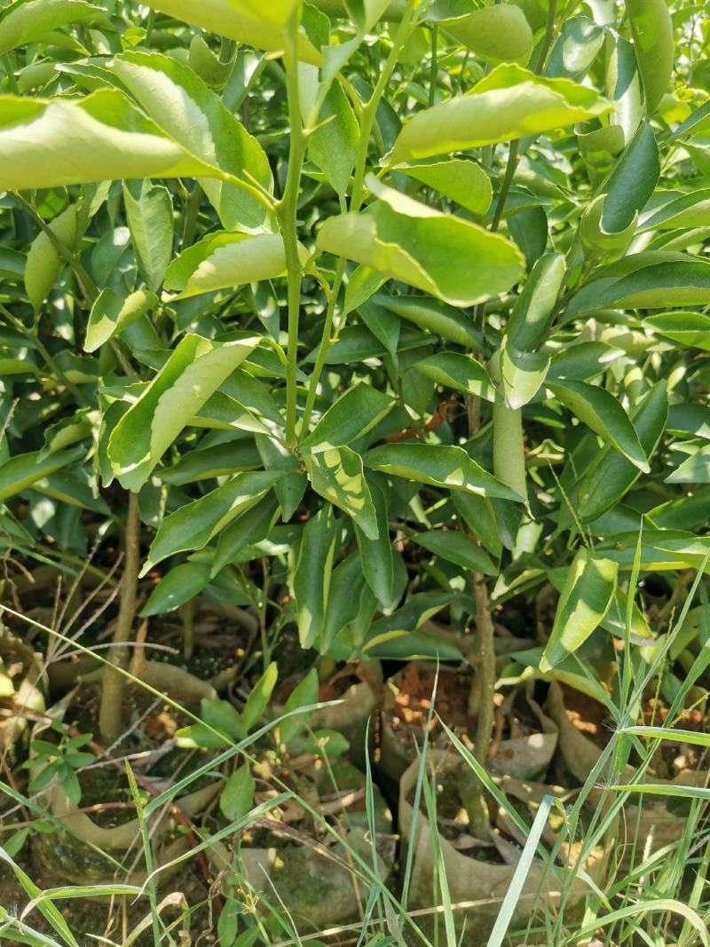 阳光一号，桔柚苗，包正宗假一赔十，提供免费种植技术
