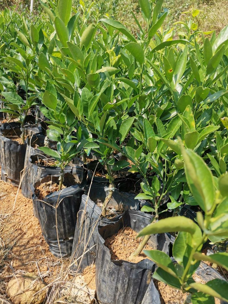 阳光一号，桔柚苗，包正宗假一赔十，提供免费种植技术