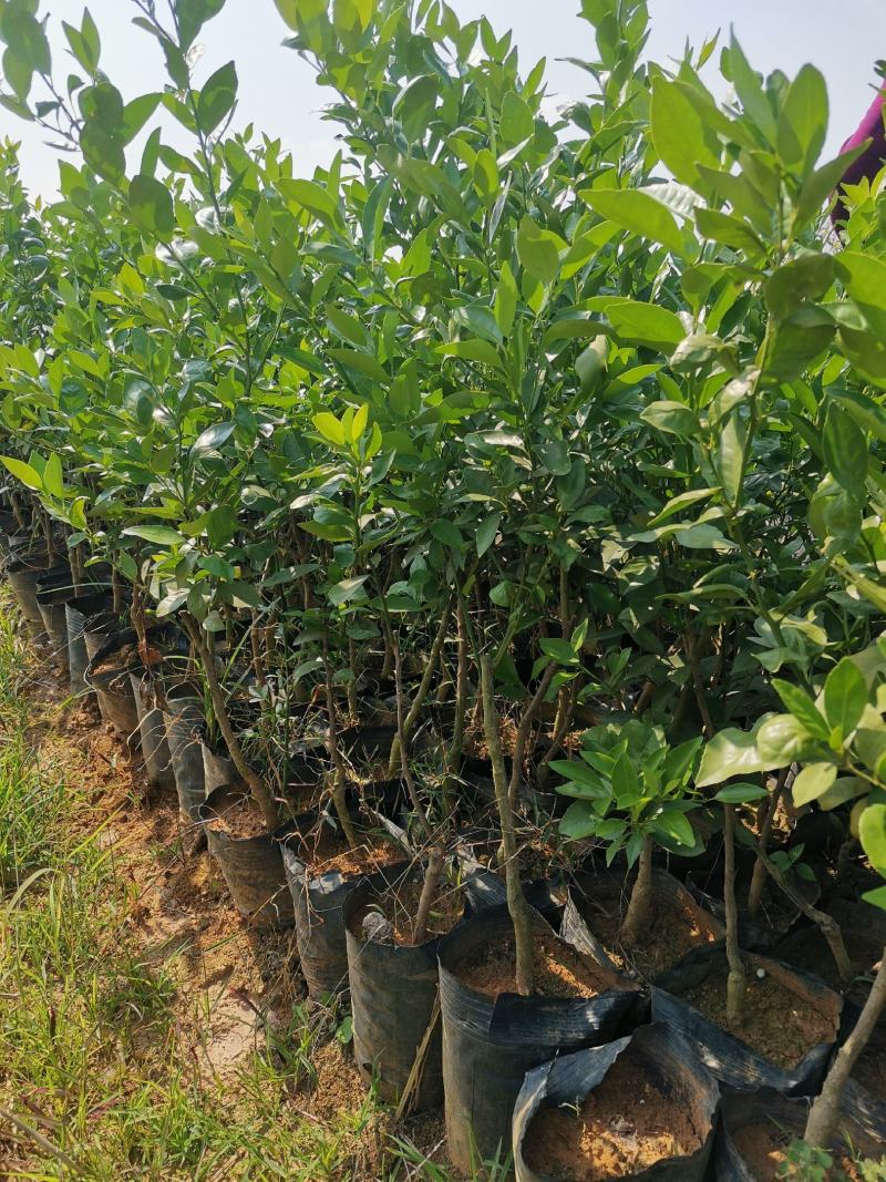 阳光一号，桔柚苗，包正宗假一赔十，提供免费种植技术