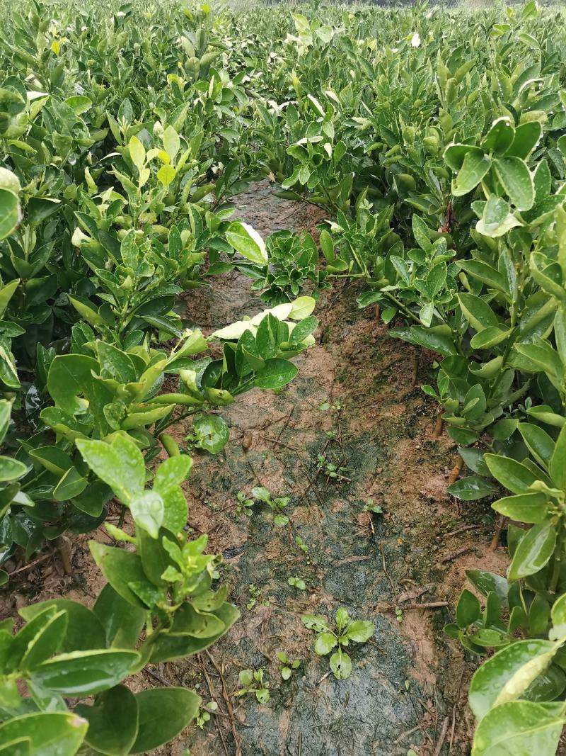 默科特苗，包正宗假一赔十，提供免费种植技术，包成活率