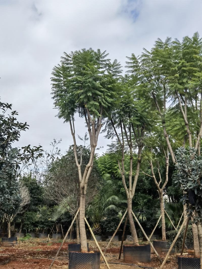 蓝花楹、凤凰木热带地区工程乔木、庭院设计