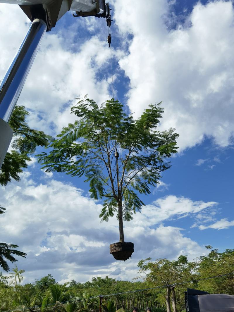 蓝花楹、凤凰木热带地区工程乔木、庭院设计