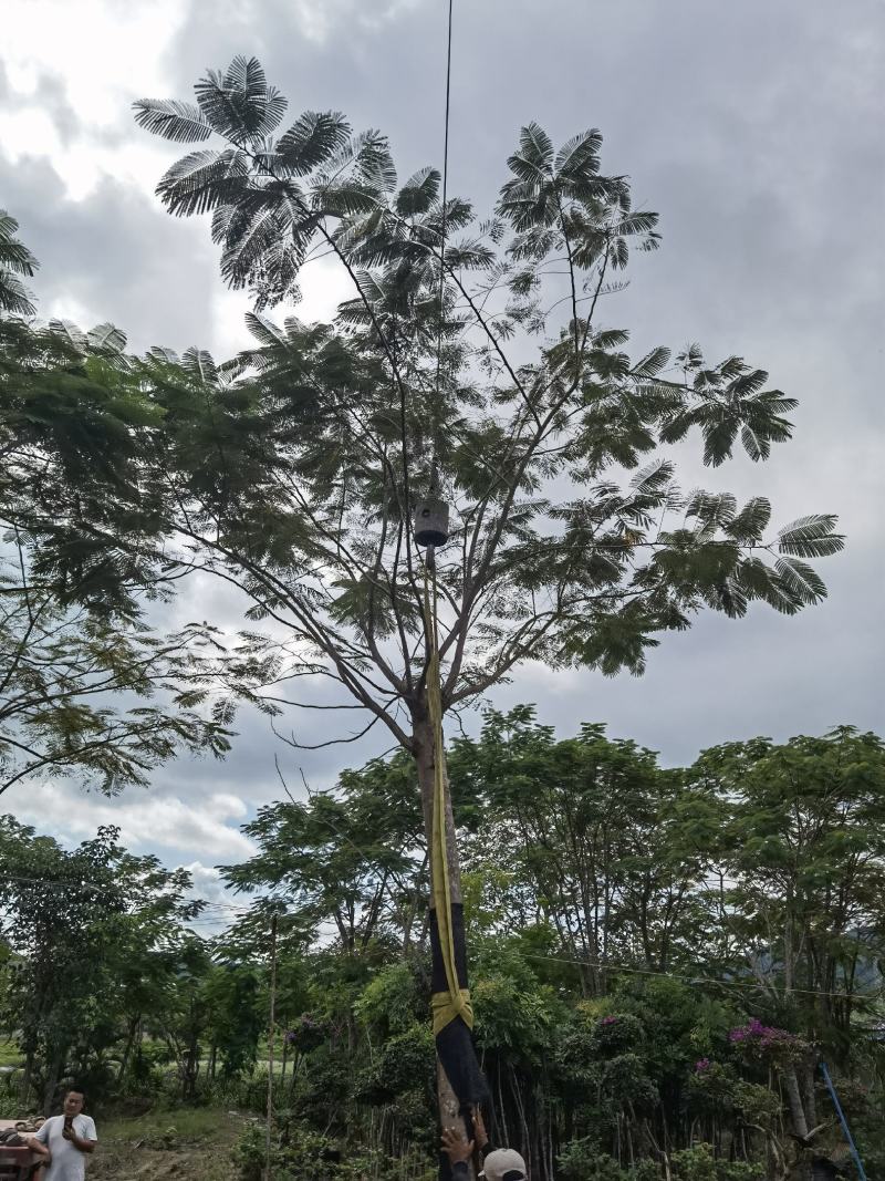 蓝花楹、凤凰木热带地区工程乔木、庭院设计