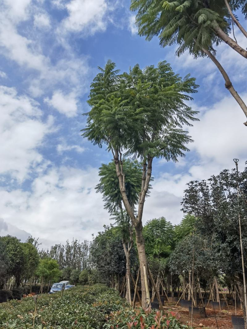 蓝花楹、凤凰木热带地区工程乔木、庭院设计