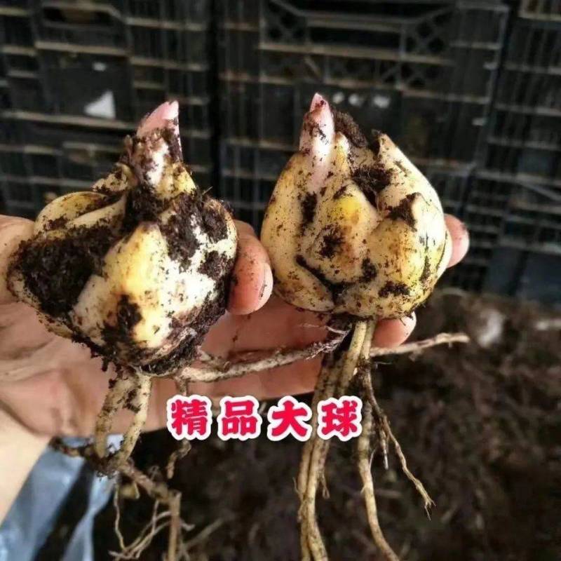 香水百合种球带芽进口精品大球四季室内外种植花卉盆栽花苗