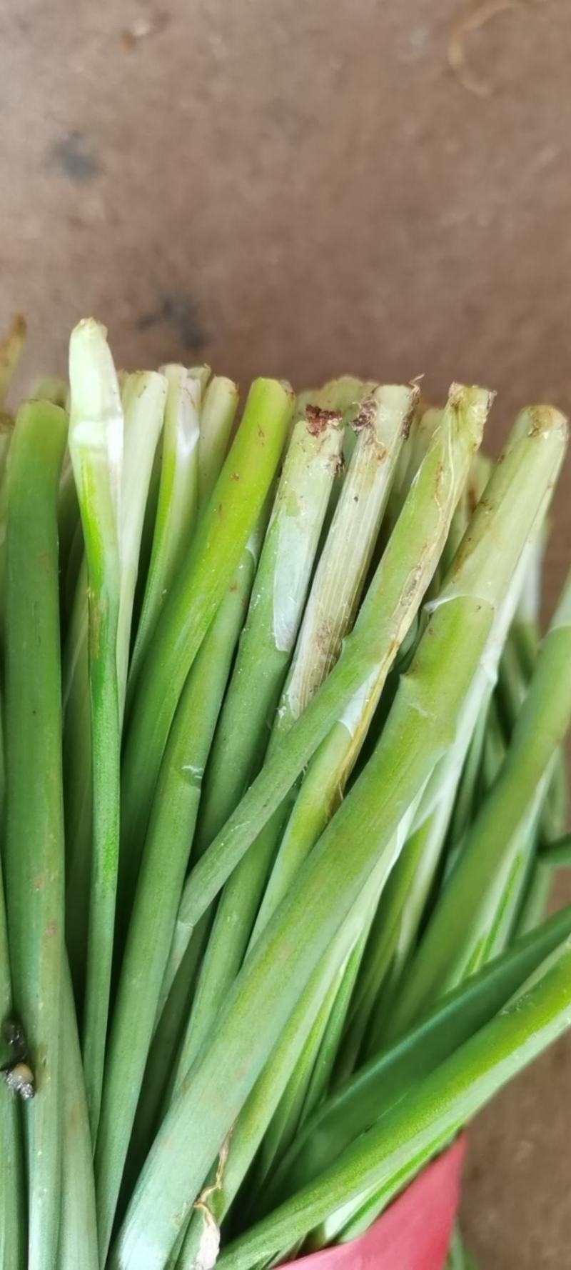 徐闻韭菜大量现货
