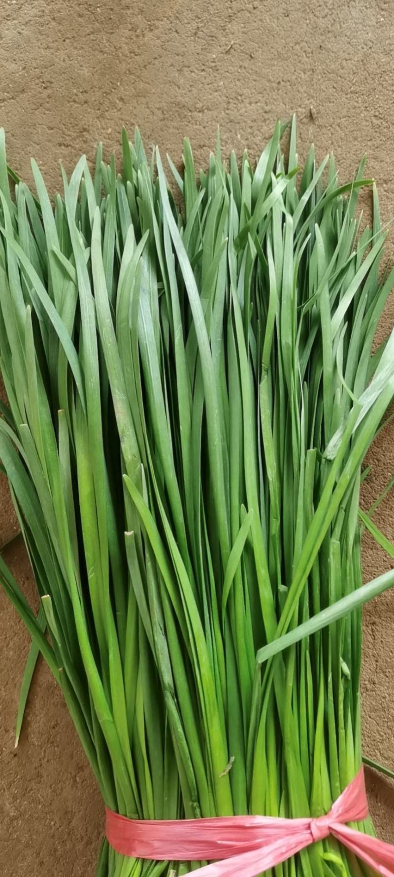 徐闻韭菜大量现货