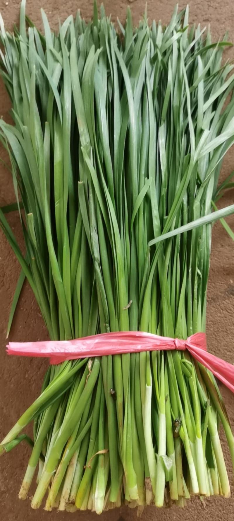 徐闻韭菜大量现货