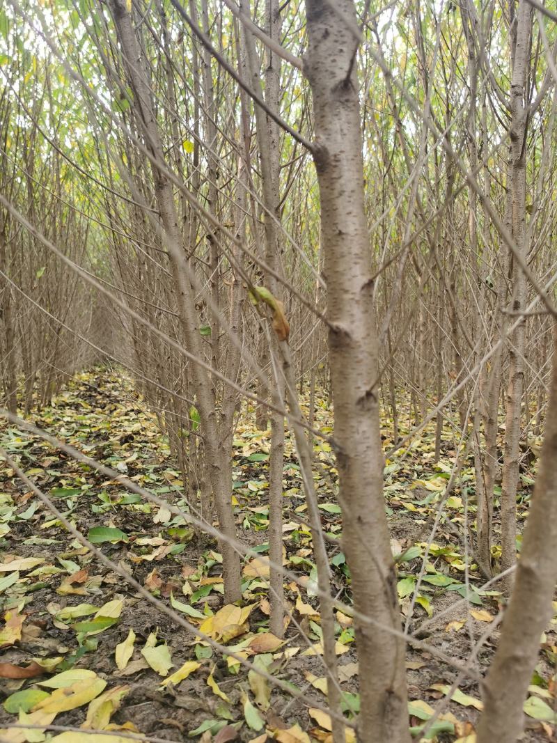供应毛桃树苗1-2-3公分，嫁接桃树苗1-3年苗品种齐全