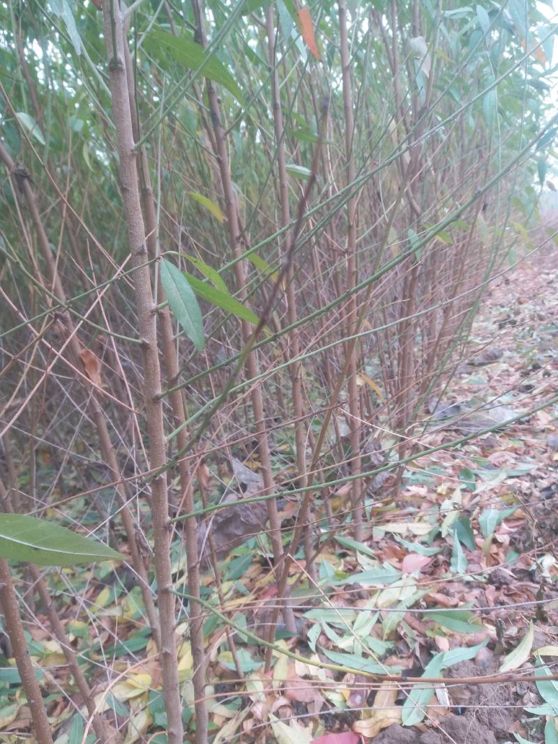 供应毛桃树苗1-2-3公分，嫁接桃树苗1-3年苗品种齐全