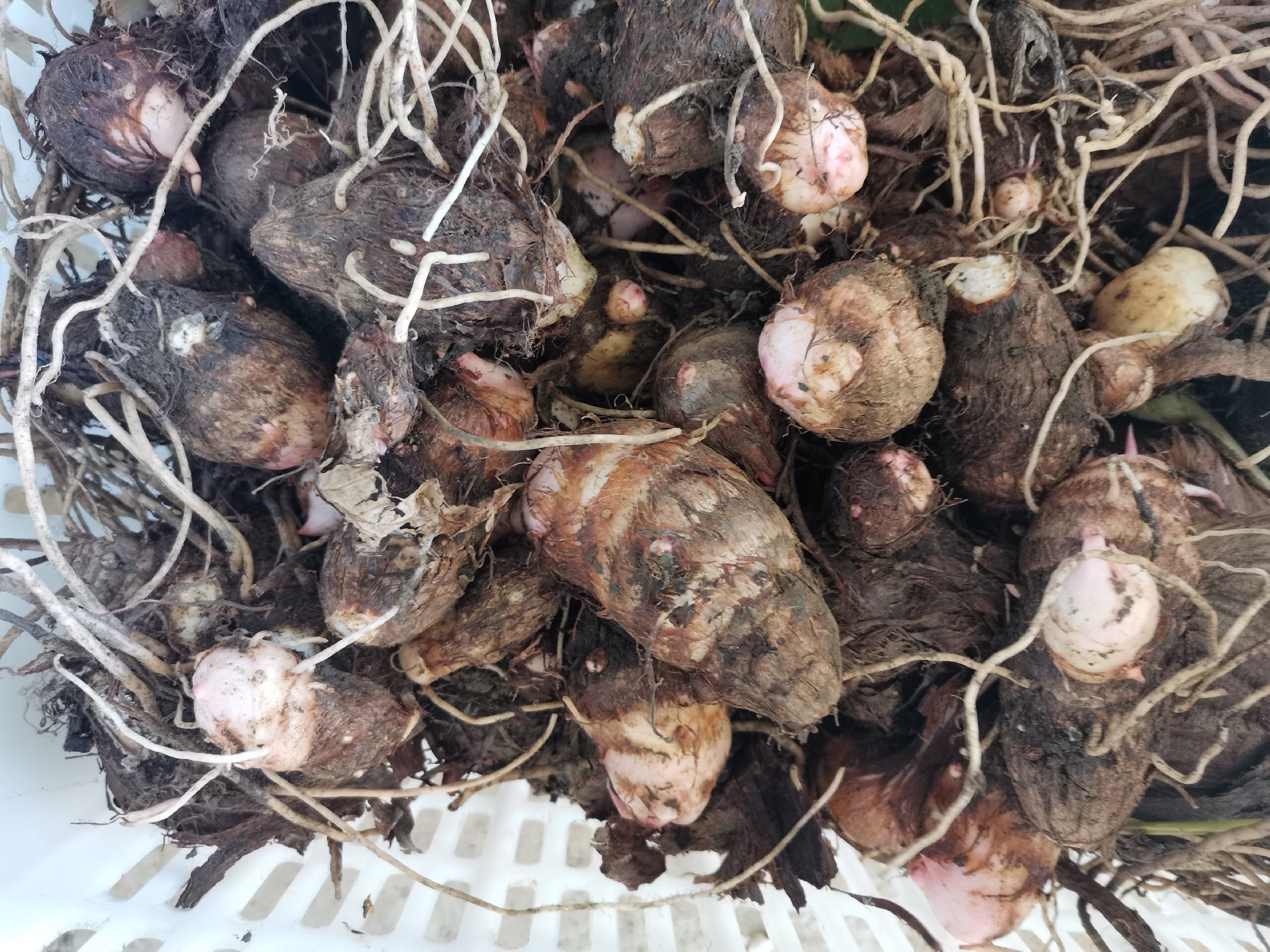 农民正在采收成熟的毛芋头,地上堆满刚挖出的芋头块茎 毛芋头采收现场图