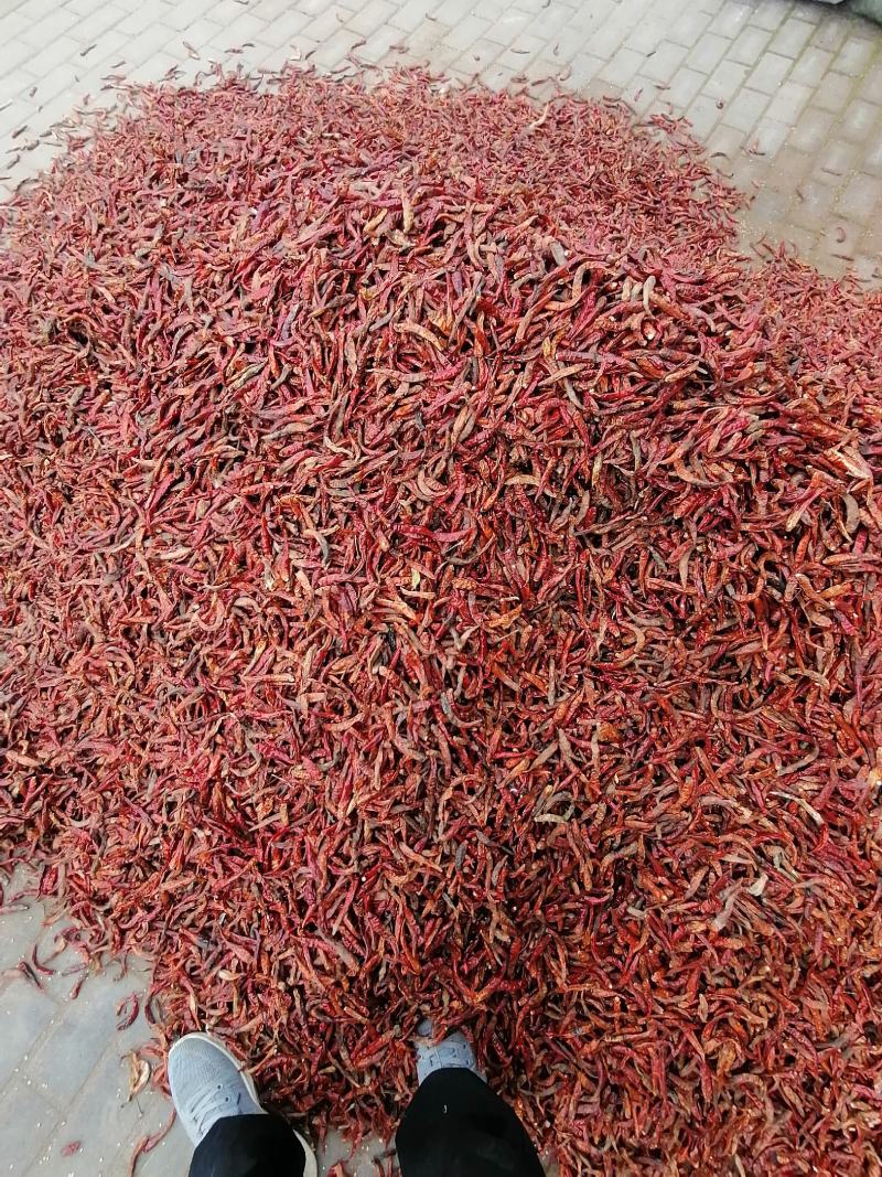 【精选】花皮干辣椒高辣干辣椒朝天椒打粉用产地直发欢迎来电