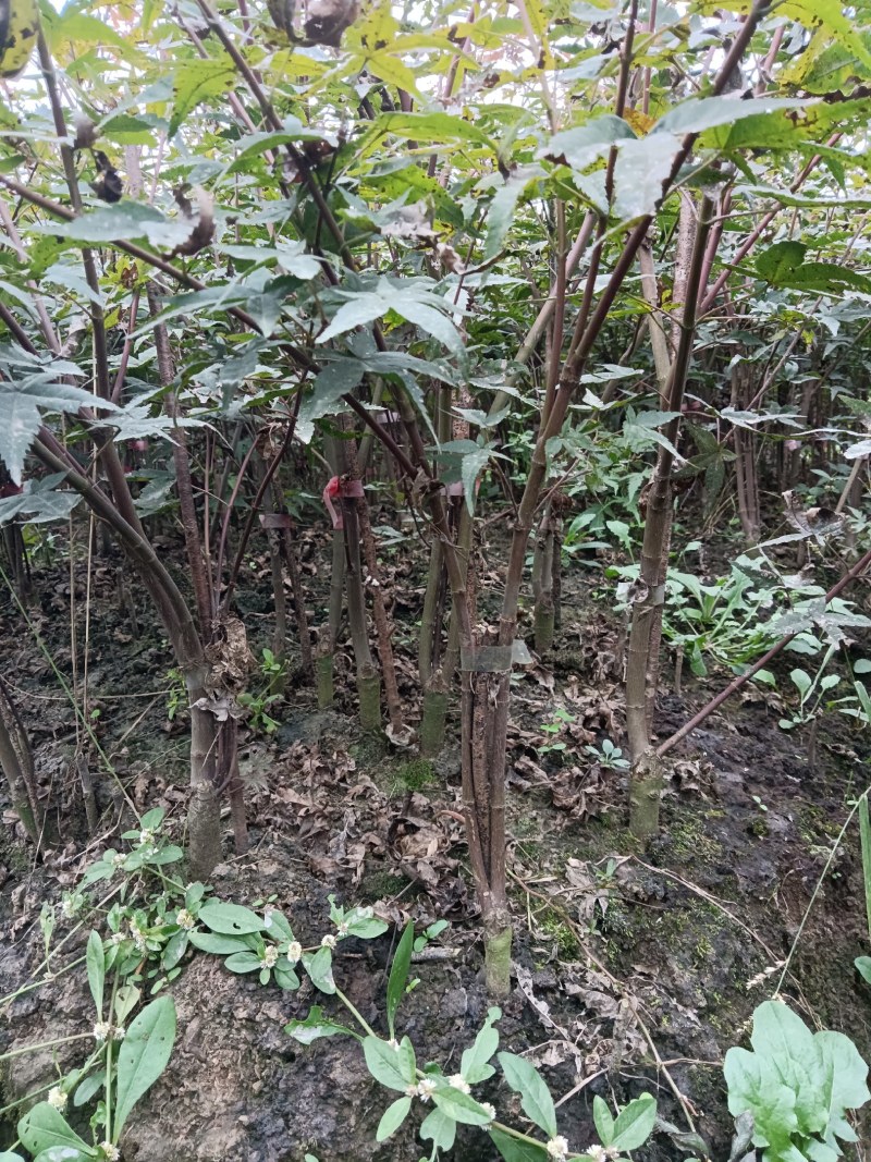 红舞姬日本红枫红舞姬丛生盆景树独杆树1/10/20公分