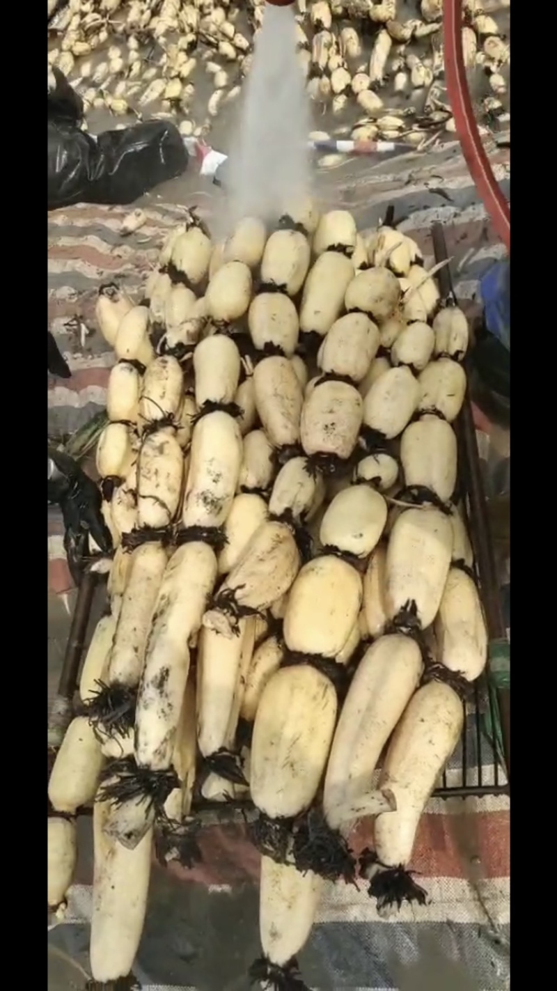 陕西黄河莲藕