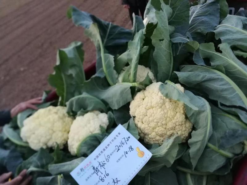 郑研青松60青梗松花菜种子，有机松花种子梗青，2000粒
