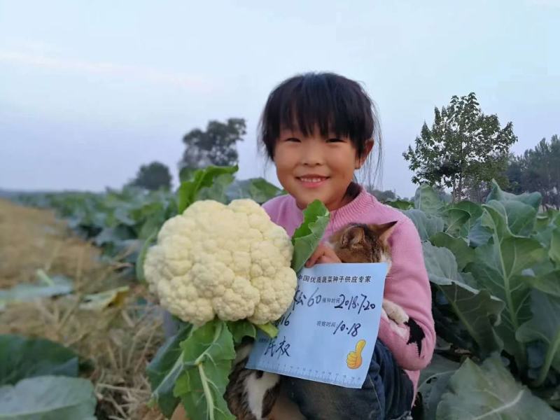 郑研青松60青梗松花菜种子，有机松花种子梗青，2000粒