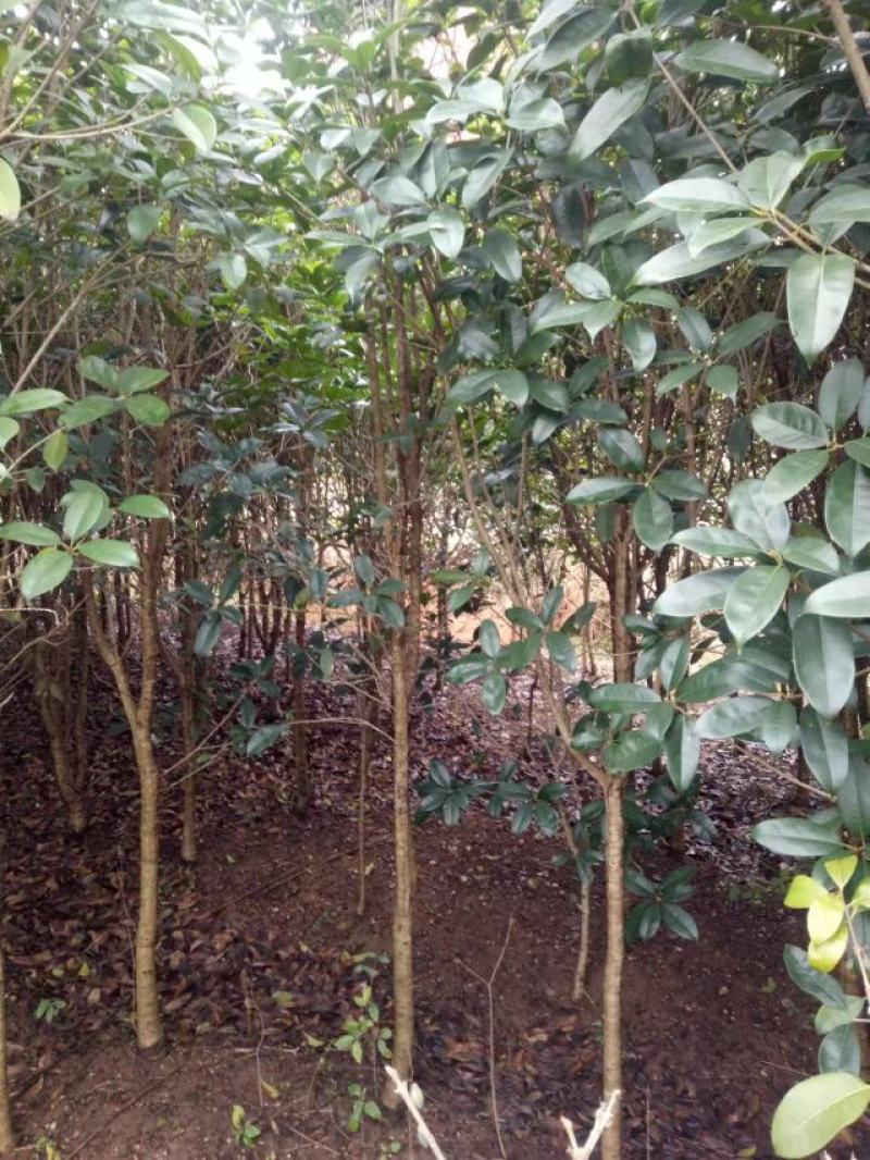 【桂花苗】现挖现发基地直供无中间商包成活包技术