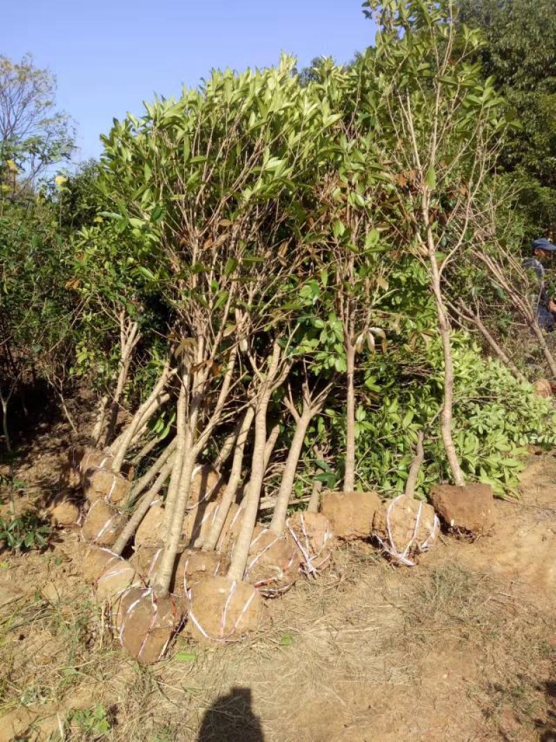 【桂花苗】现挖现发基地直供无中间商包成活包技术