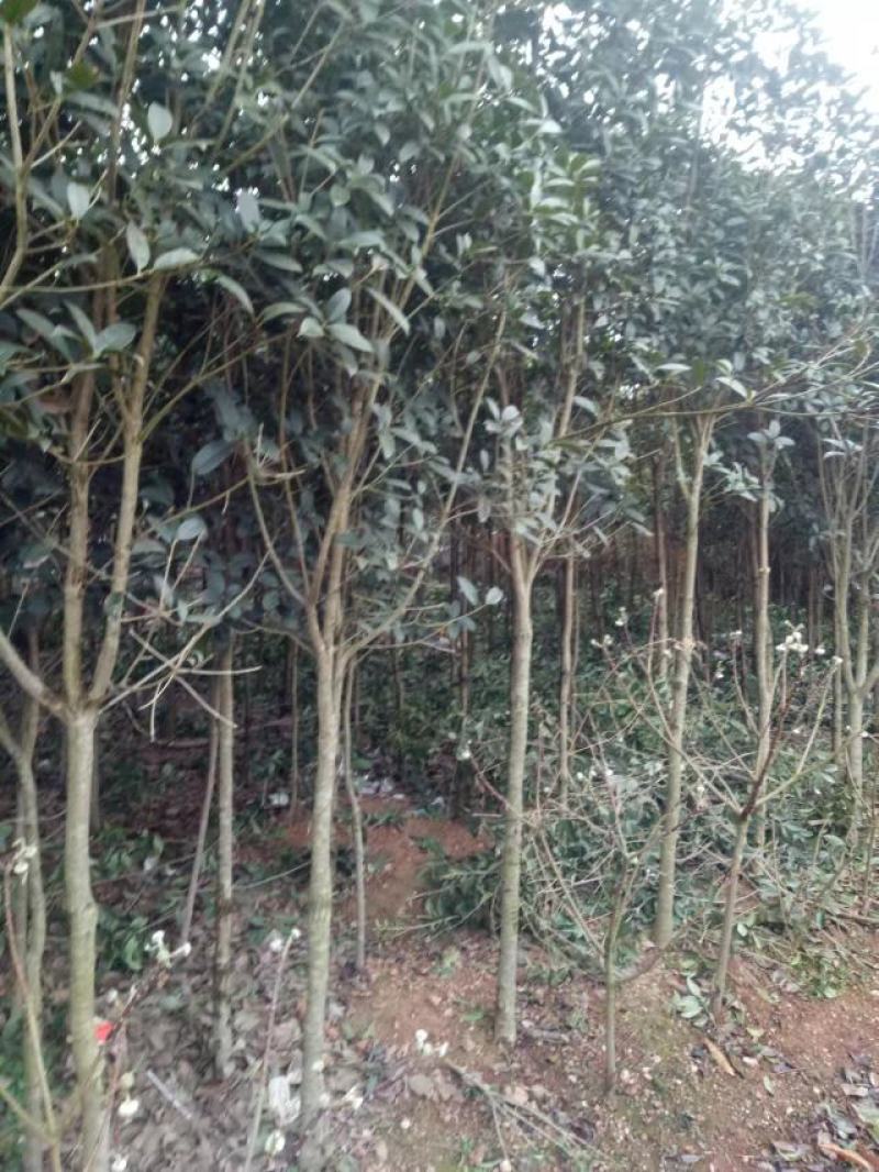 【桂花苗】现挖现发基地直供无中间商包成活包技术