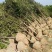 【桂花苗】现挖现发基地直供无中间商包成活包技术