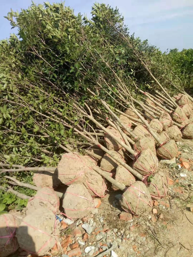 【桂花苗】现挖现发基地直供无中间商包成活包技术