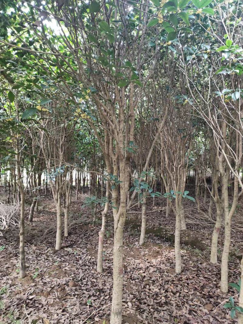 【桂花苗】现挖现发基地直供无中间商包成活包技术