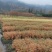 水杉水杉小苗30公分40公分50公分1米等高