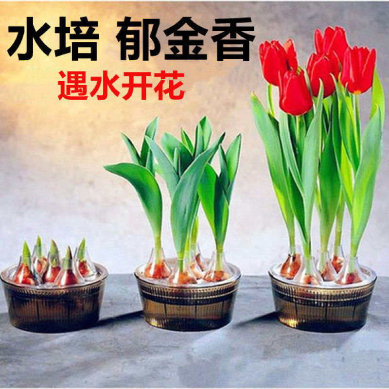 郁金香种球四季开花室内外耐寒好养水培郁金香花种子百合盆栽