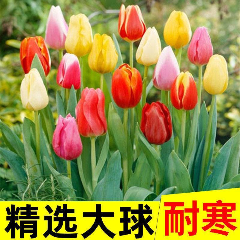郁金香种球四季开花室内外耐寒好养水培郁金香花种子百合盆栽