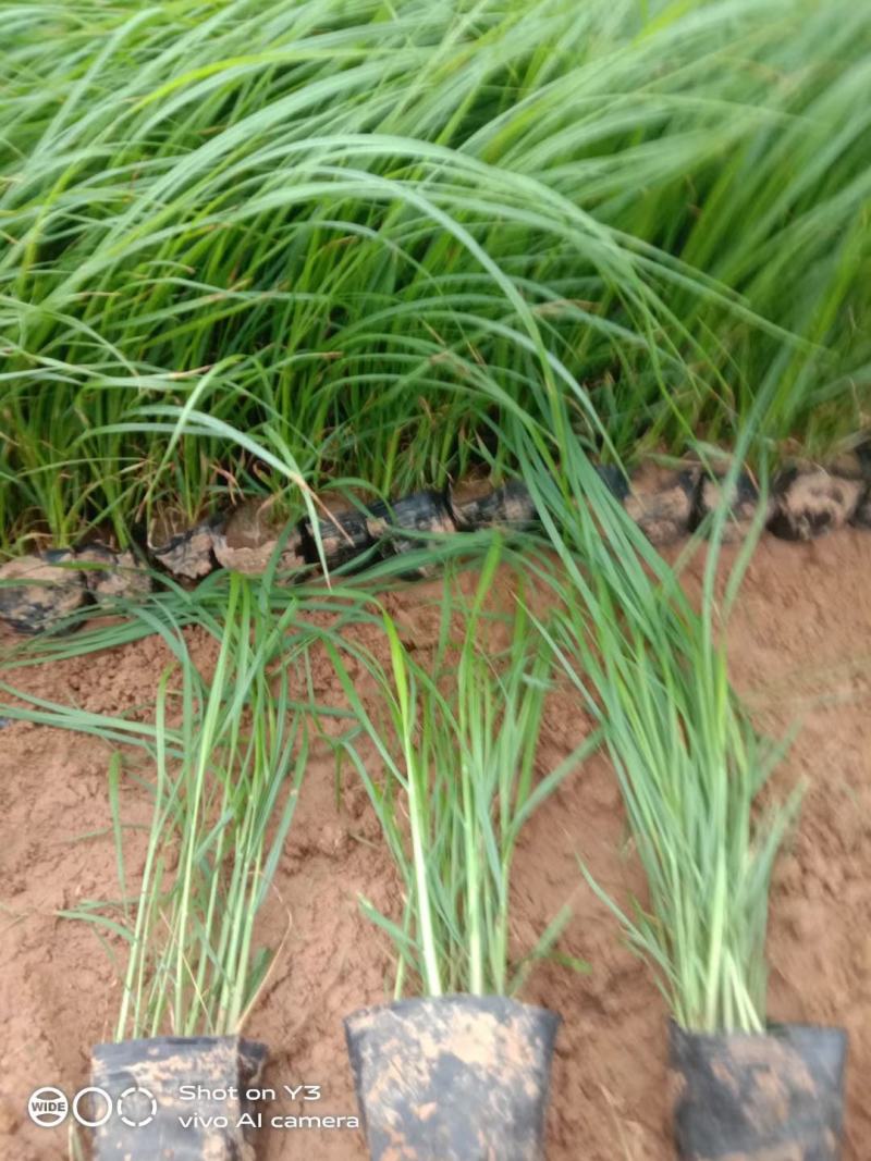 紫惠狼尾草花小苗大量供应