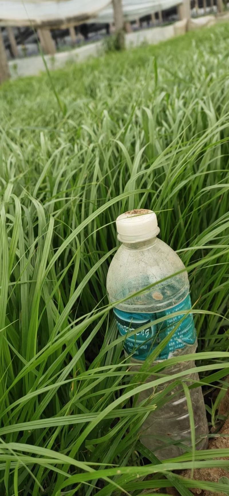 紫惠狼尾草花小苗大量供应