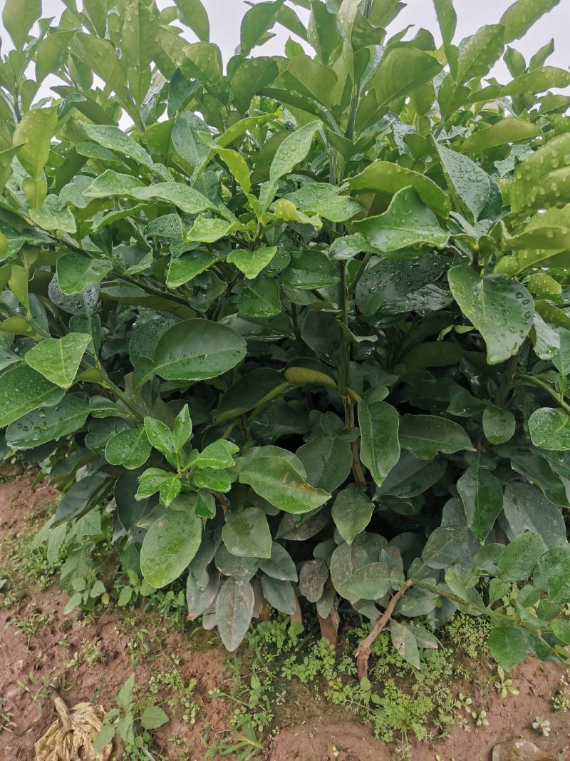 三红蜜柚苗包正宗假一赔十，提供免费种植技